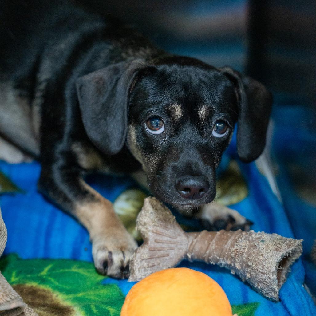 Justin, Adoptable, Adult Male Terrier & Mixed Breed.
