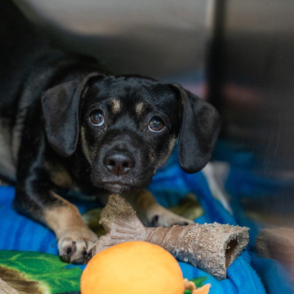 Justin, a Adoptable mixed breed in Gainesville, GA image 2/3