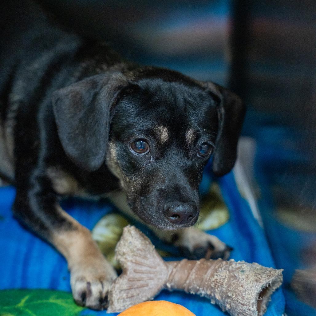 Justin, a Adoptable mixed breed in Gainesville, GA image 3/3