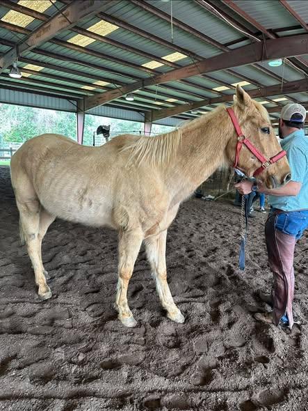 Enlarge Tetris, an adopted Grade in Mount Hermon, LA image 1/1