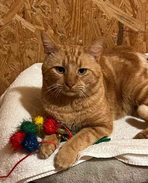 Red, a Adoptable Domestic Short Hair in Centerville, GA image 1/4