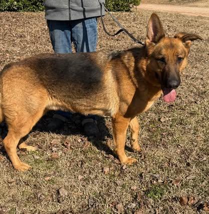 Enlarge Zeke, a ADOPTABLE German Shepherd Dog in Calera, AL image 3/5