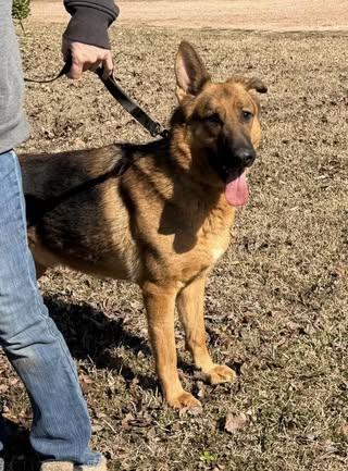 Enlarge Zeke, a ADOPTABLE German Shepherd Dog in Calera, AL image 2/5