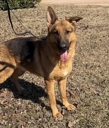 Enlarge Zeke, a ADOPTABLE German Shepherd Dog in Calera, AL image 1/5