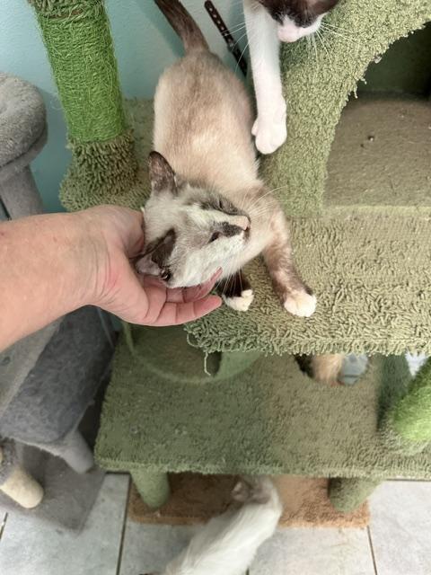 Enlarge Sonic, a Adoptable mixed breed in Enfield, CT image 2/6