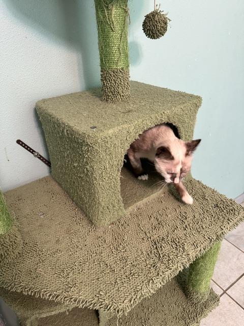 Sonic, Adoptable, Young Female Siamese & Domestic Short Hair.
