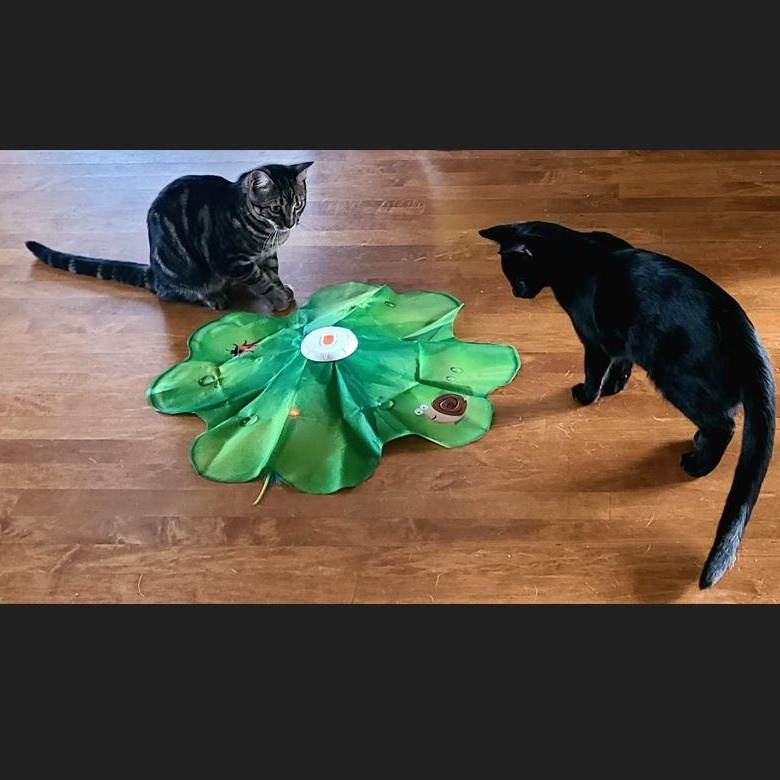 Tag, a Adoptable Domestic Short Hair in Menasha, WI image 3/3