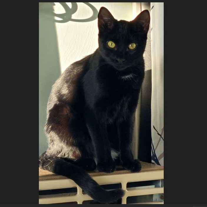 Tag, Adoptable, Young Male Domestic Short Hair.