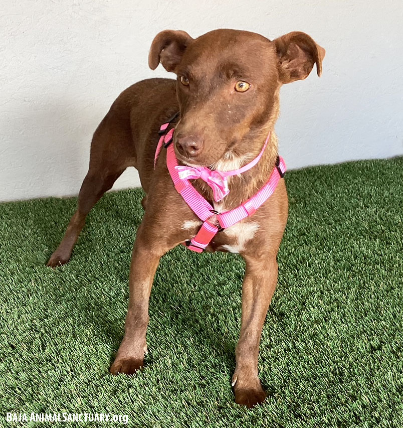 Enlarge Canela, a Adoptable mixed breed in San Diego, CA image 2/3