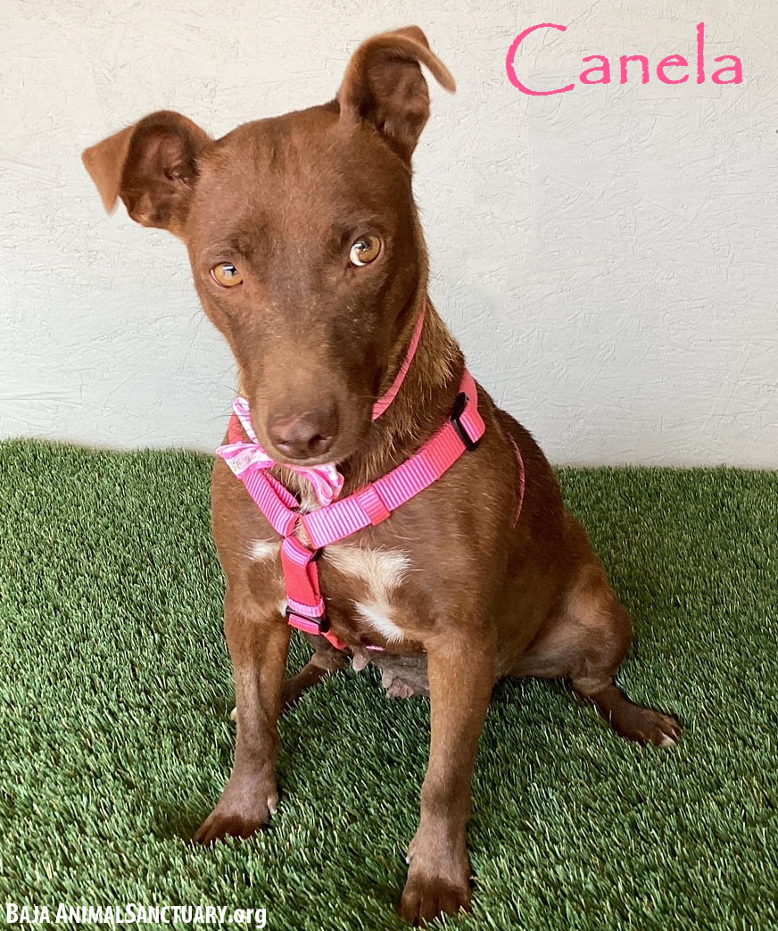 Canela, Adoptable, Young Female Chocolate Labrador Retriever & Pit Bull Terrier.