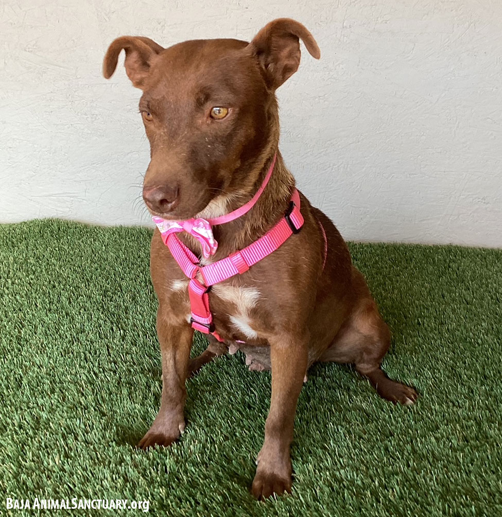 Enlarge Canela, a Adoptable mixed breed in San Diego, CA image 3/3