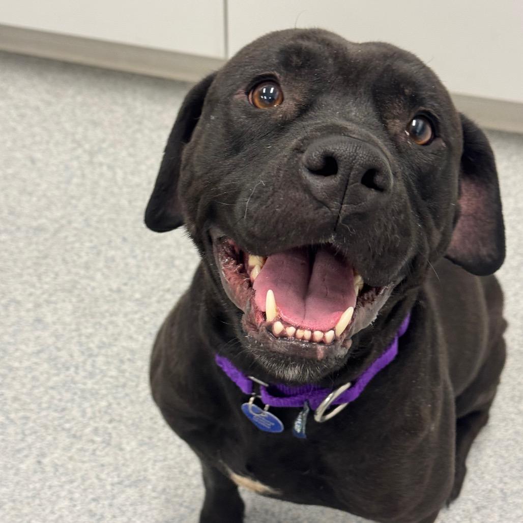 Enlarge Llana, a Adoptable Mixed Breed in Wheeling, IL image 1/6