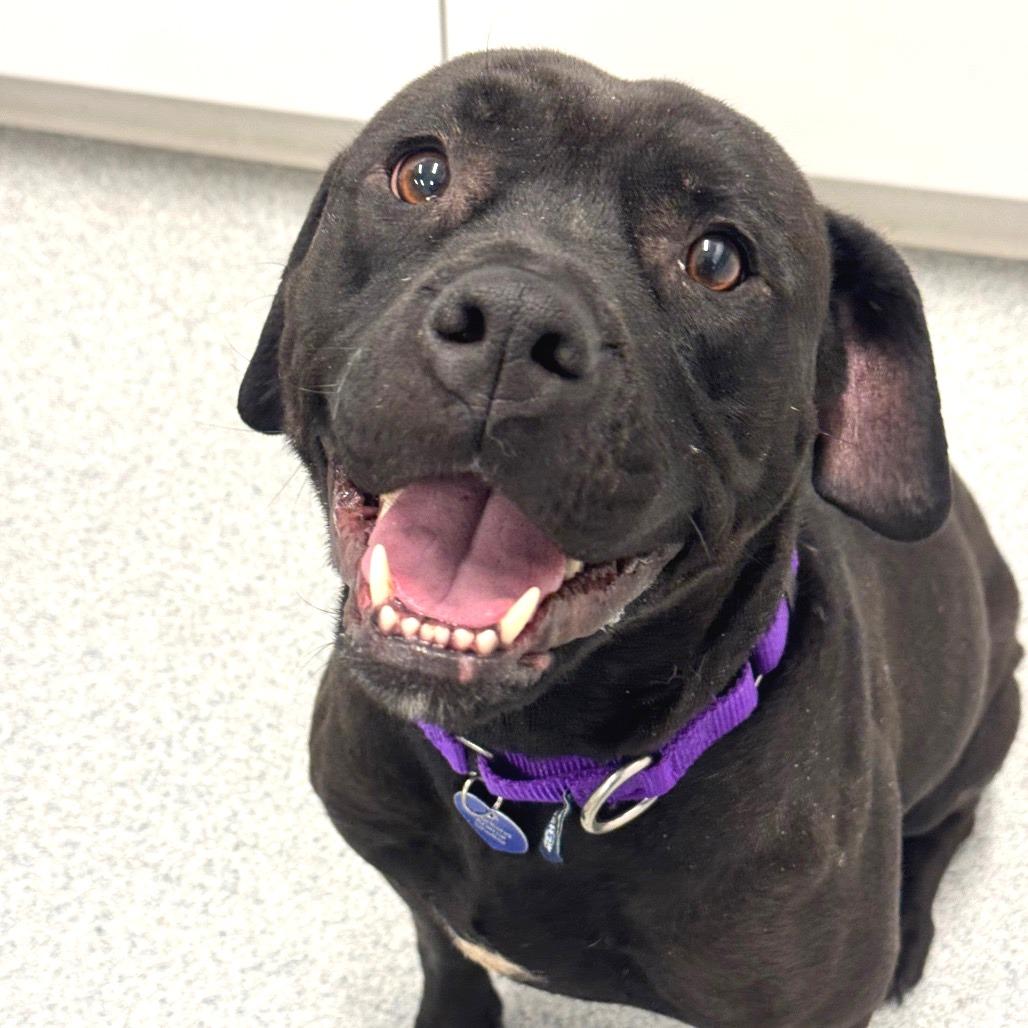 Enlarge Llana, a Adoptable Mixed Breed in Wheeling, IL image 2/6