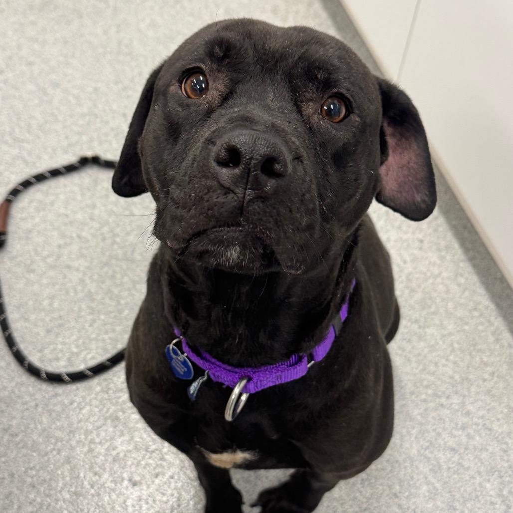 Enlarge Llana, a Adoptable Mixed Breed in Wheeling, IL image 4/6