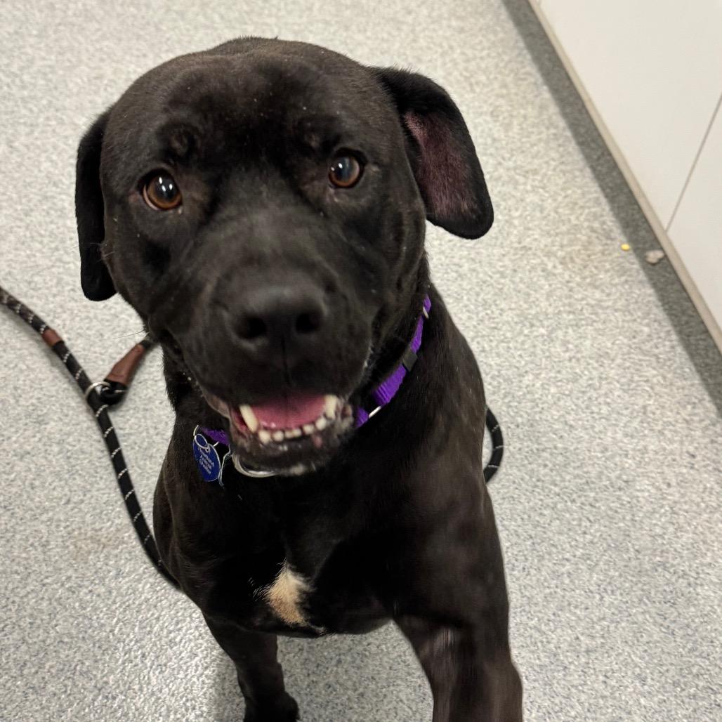 Enlarge Llana, a Adoptable Mixed Breed in Wheeling, IL image 5/6