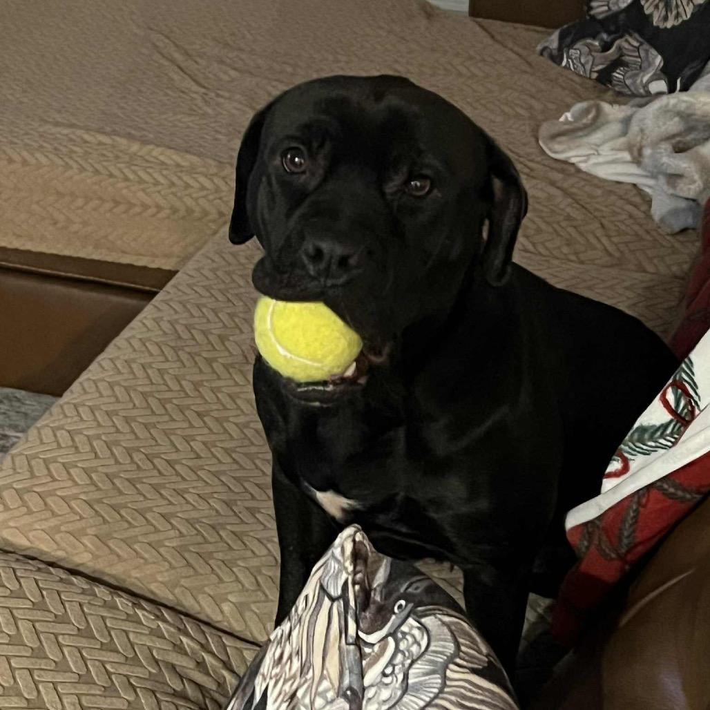 Enlarge Llana, a Adoptable Mixed Breed in Wheeling, IL image 6/6