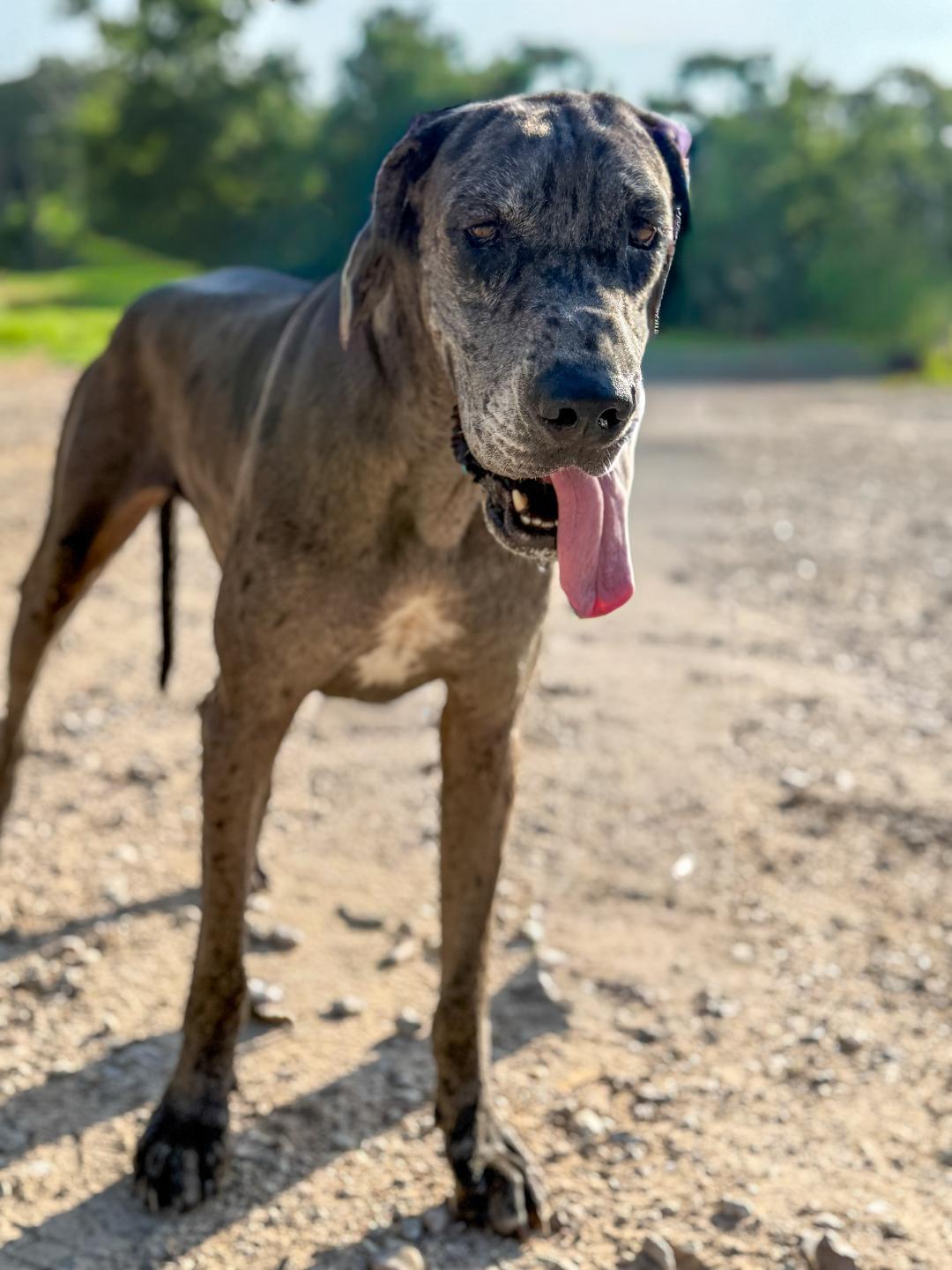 Oakley