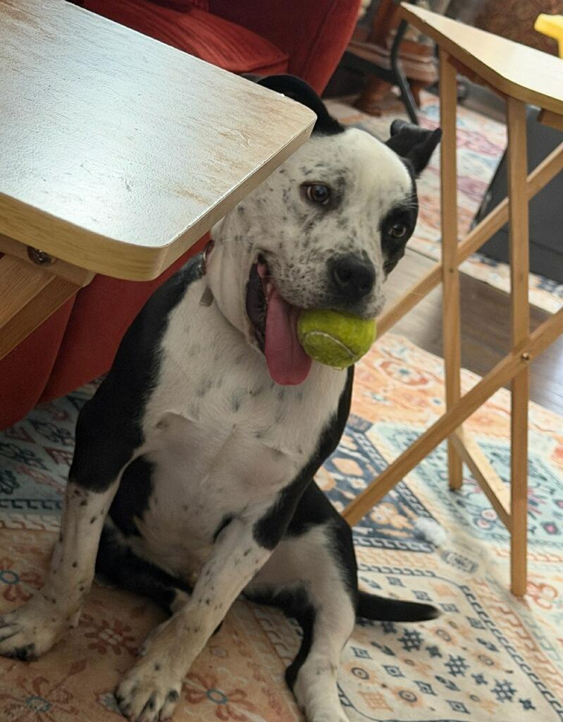 Fidget, ADOPTABLE, Young Male Pit Bull Terrier.