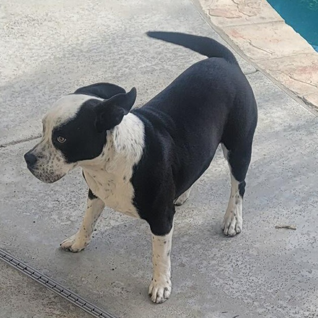 Enlarge Fidget, a ADOPTABLE Pit Bull Terrier in Torrance, CA image 2/3