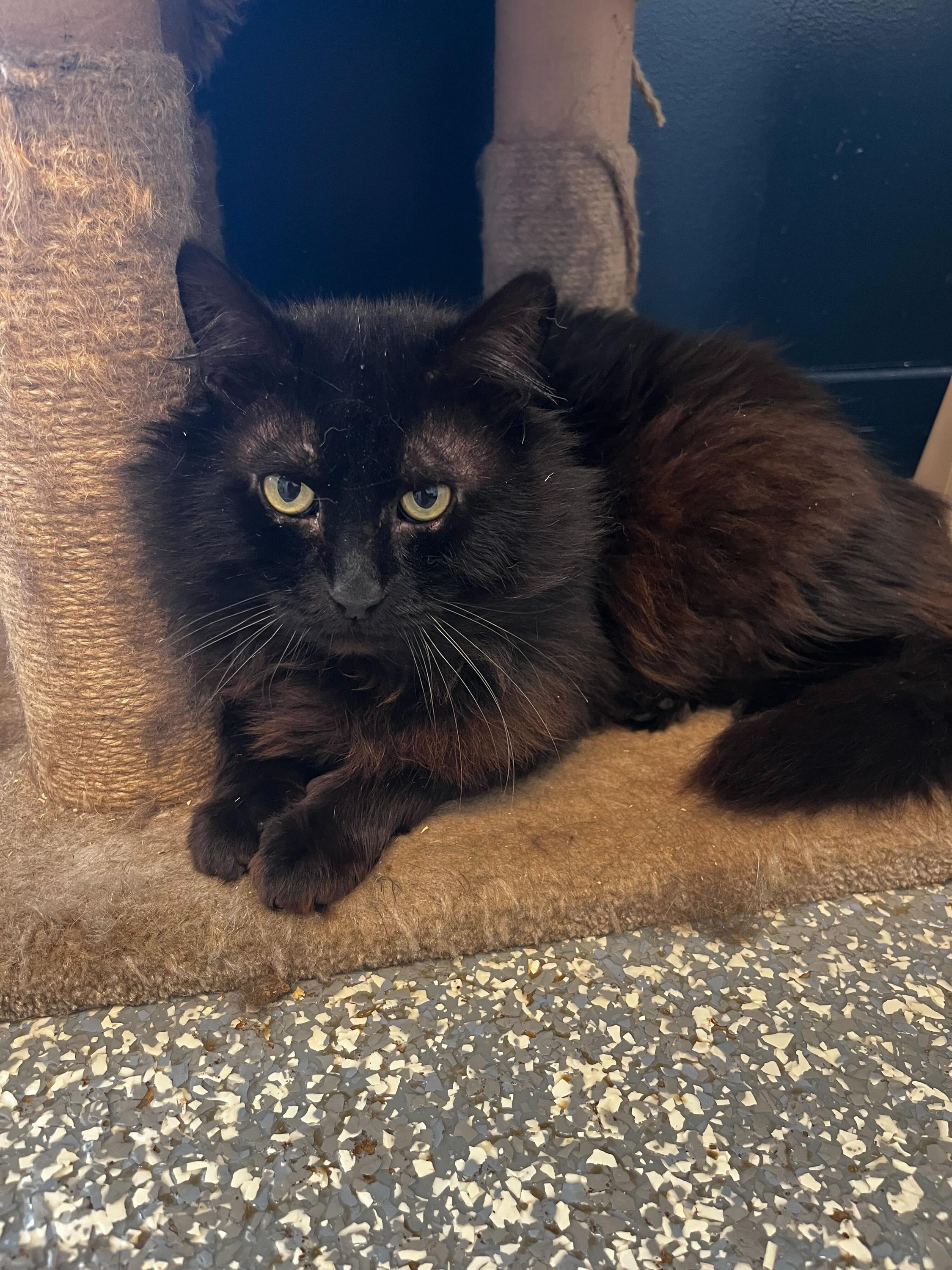 Enlarge Radon, a Adoptable Domestic Long Hair in North Haven, CT image 1/3