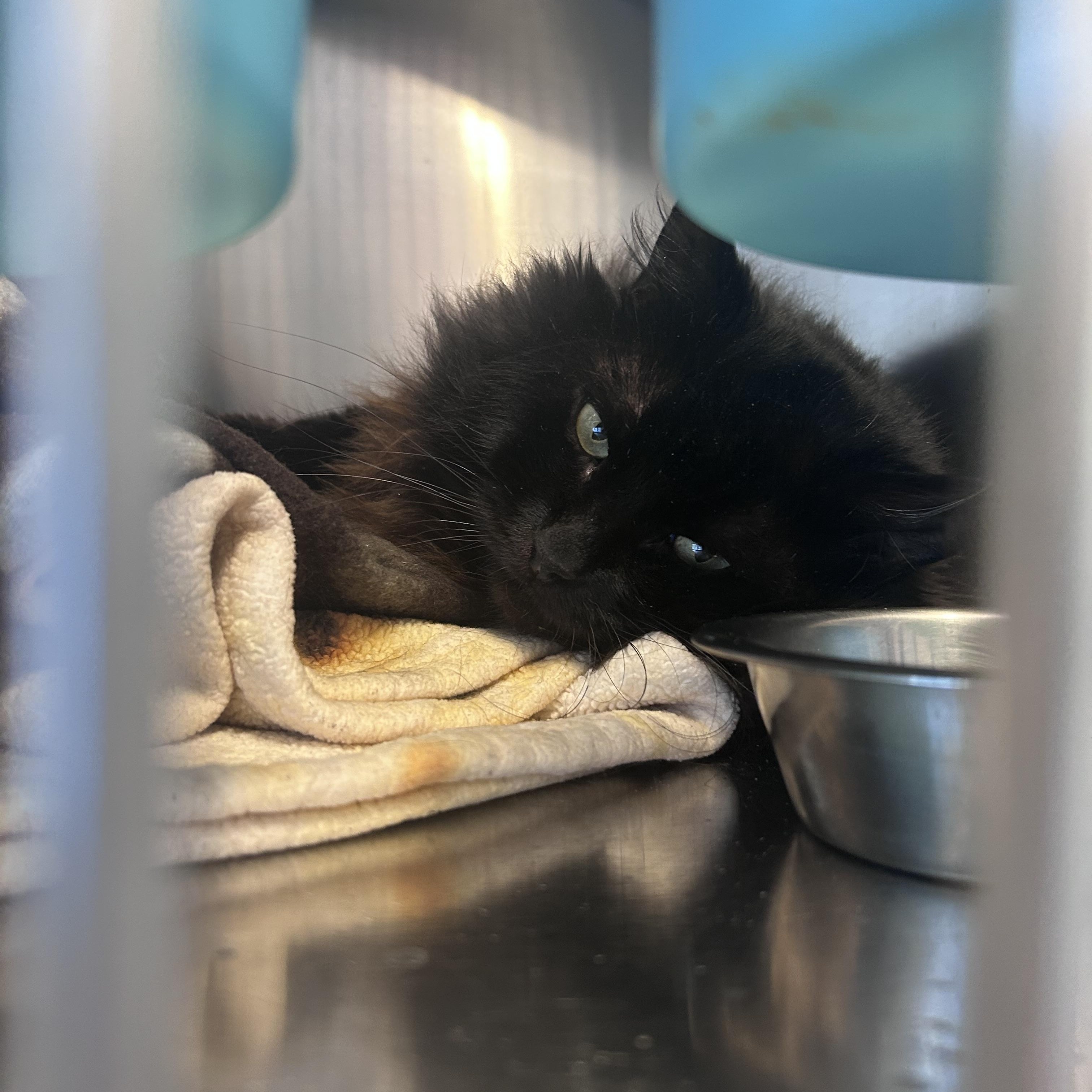 Enlarge Radon, a Adoptable Domestic Long Hair in North Haven, CT image 3/3
