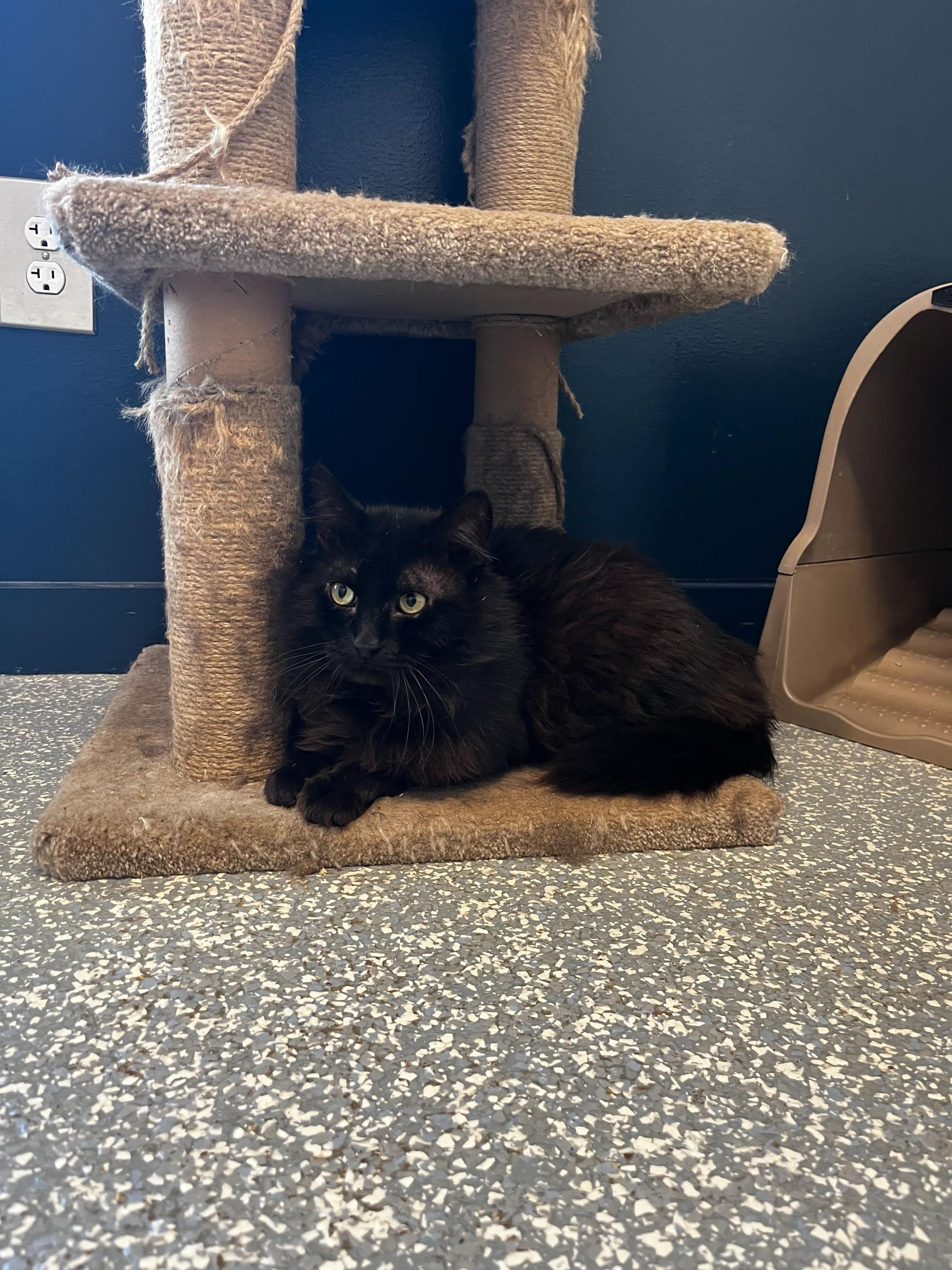 Enlarge Radon, a Adoptable Domestic Long Hair in North Haven, CT image 2/3