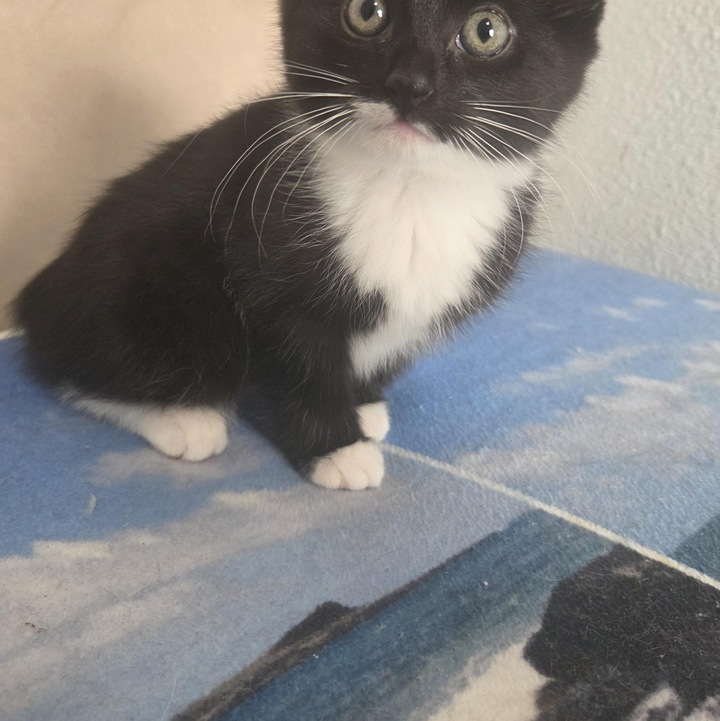 Enlarge Apple, a Adopted Domestic Short Hair in Indianapolis, IN image 3/3