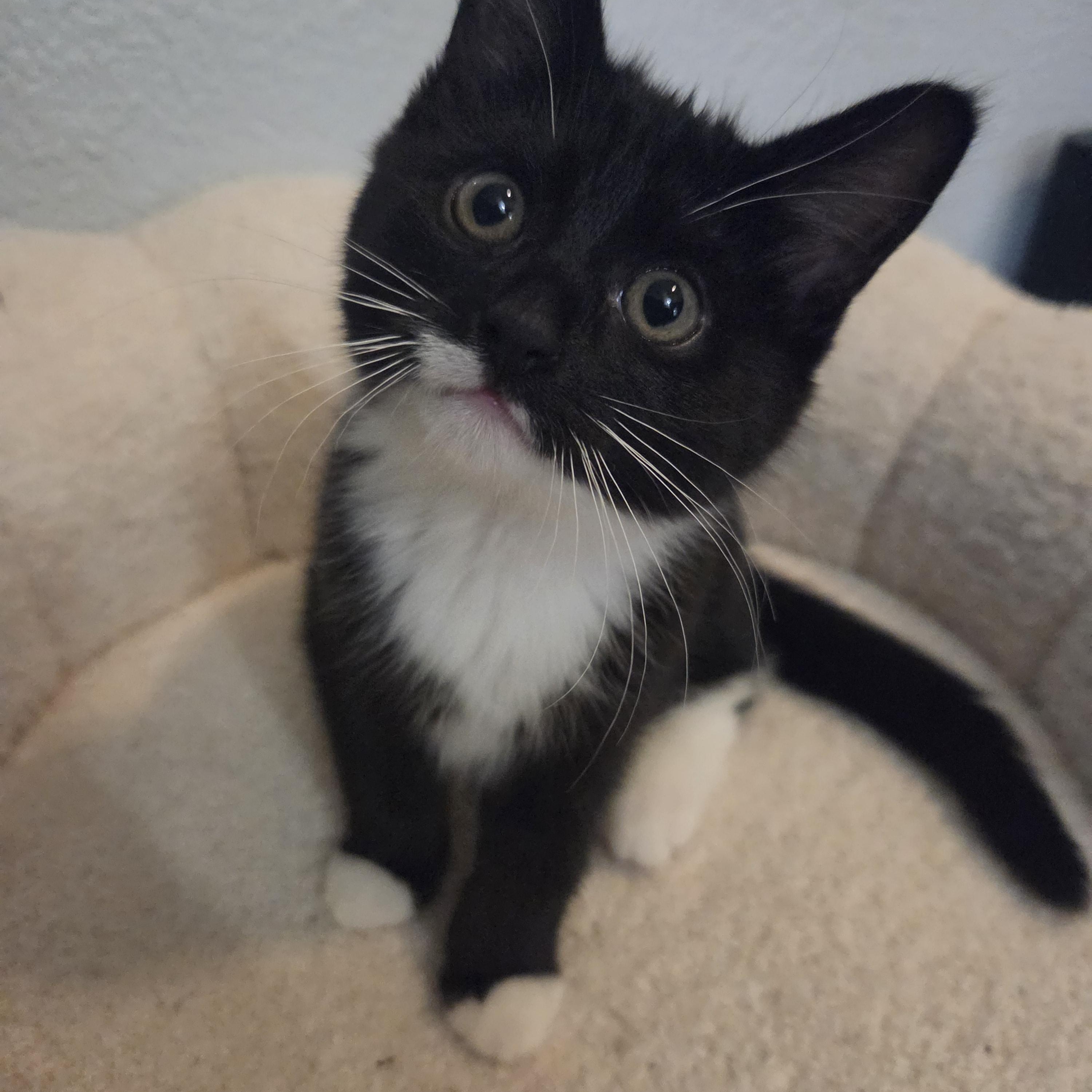 Enlarge Apple, a Adopted Domestic Short Hair in Indianapolis, IN image 1/3
