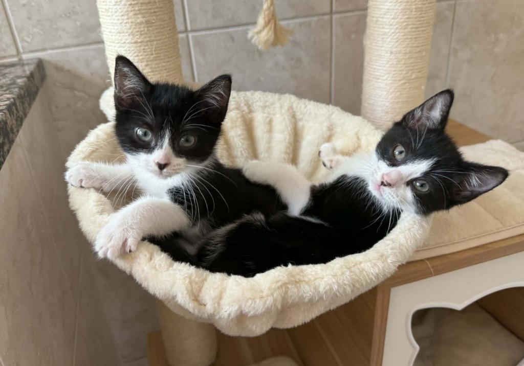 Brew, Adoptable, Kitten Male Domestic Short Hair.