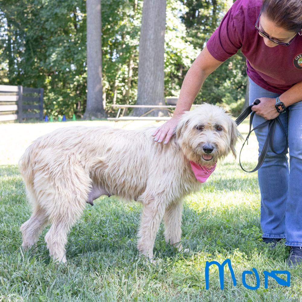 Enlarge Josie (Female), a Adoptable mixed breed in West Grove, PA image 6/6