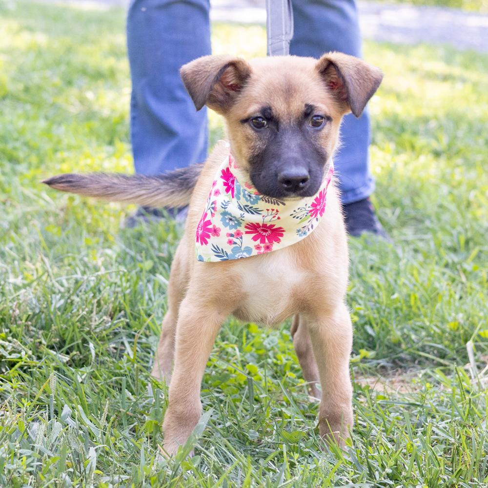Enlarge Josie (Female), a Adoptable mixed breed in West Grove, PA image 5/6