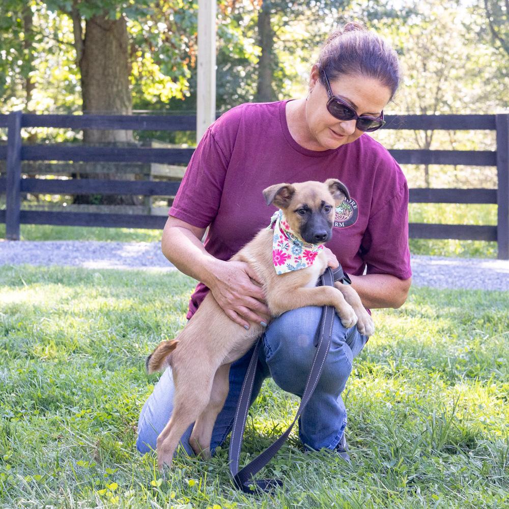 Enlarge Josie (Female), a Adoptable mixed breed in West Grove, PA image 4/6