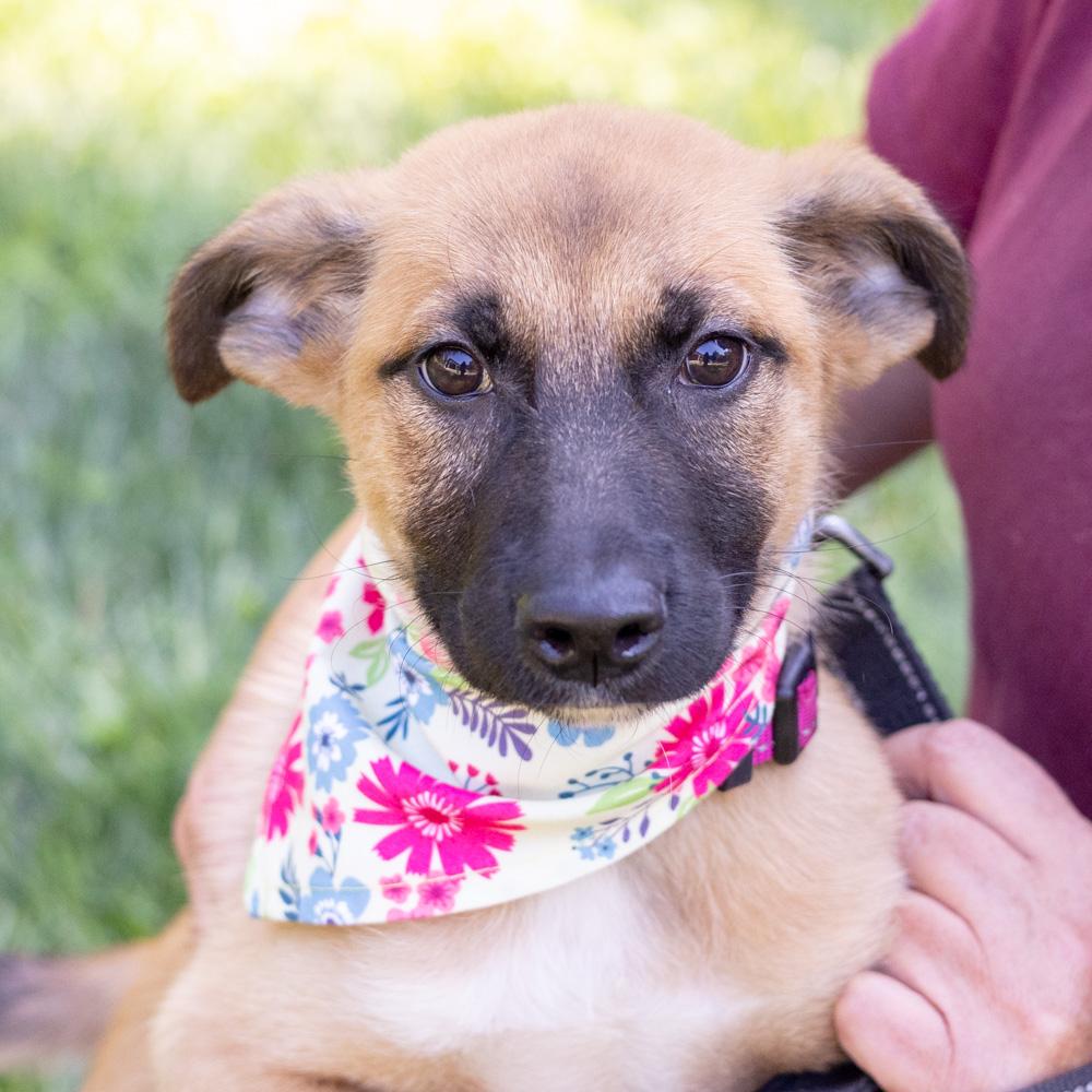 Enlarge Josie (Female), a Adoptable mixed breed in West Grove, PA image 3/6