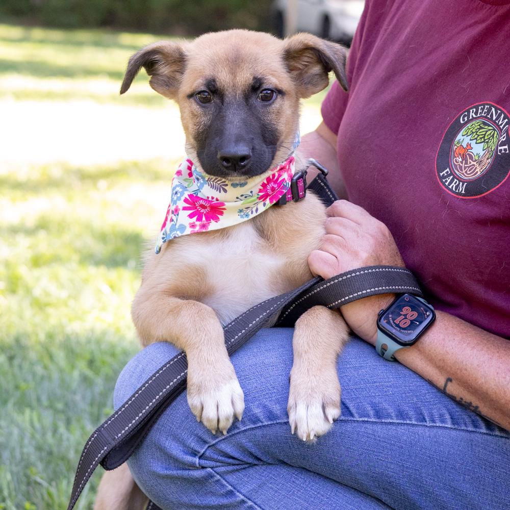 Enlarge Josie (Female), a Adoptable mixed breed in West Grove, PA image 2/6