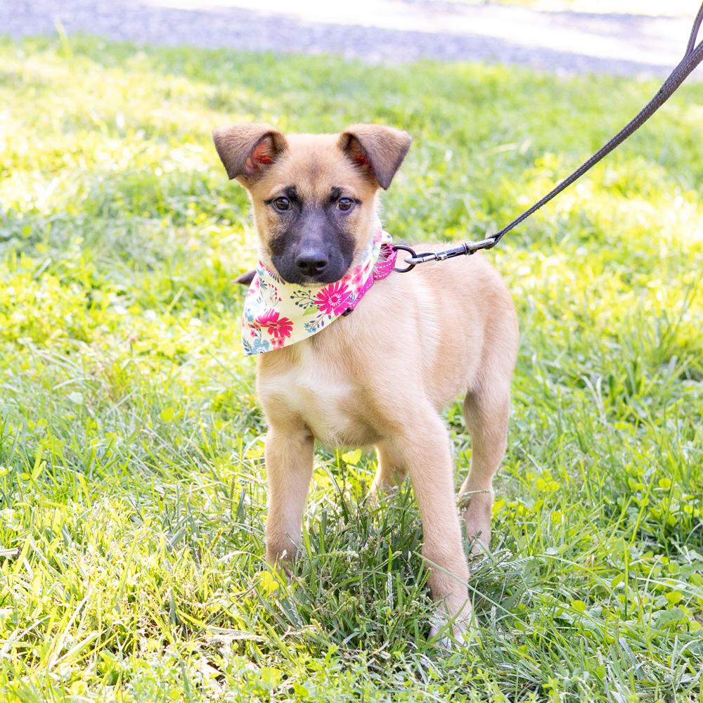Josie (Female), Adoptable, Puppy Female Australian Terrier & Boxer.