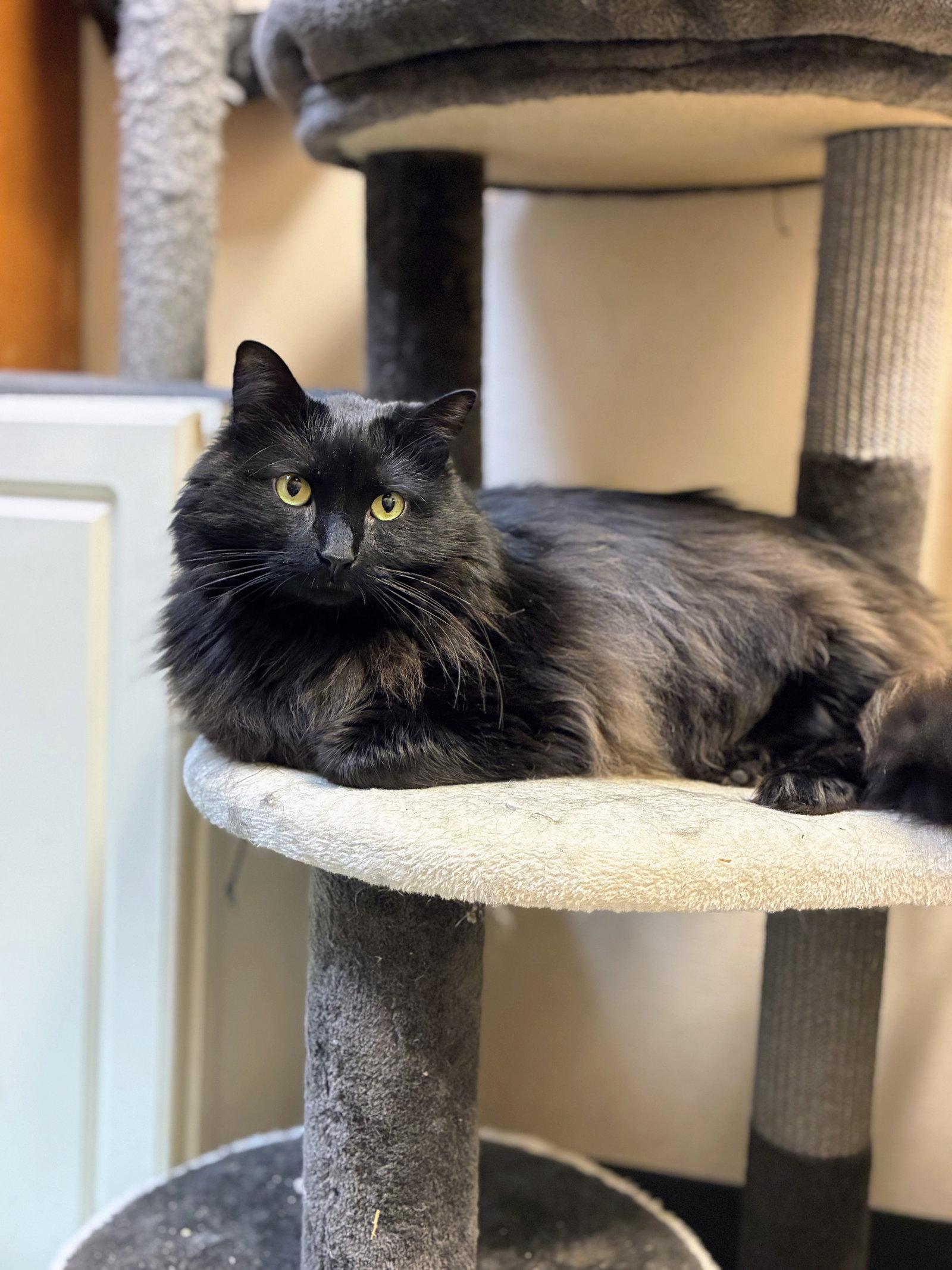 Ash, Adopted, Adult Male Domestic Long Hair.