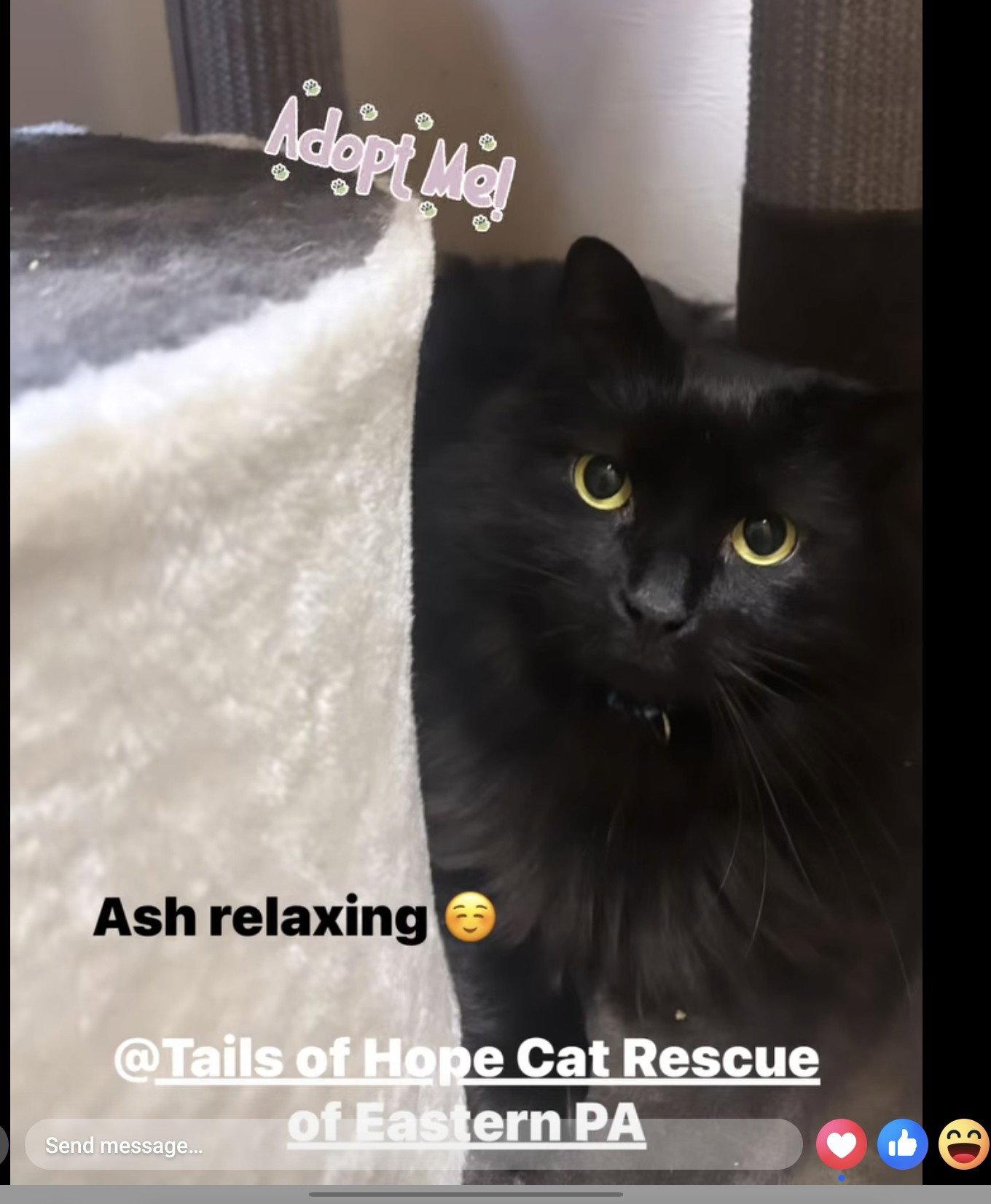 Enlarge Ash, a Adopted Domestic Long Hair in Allentown, PA image 2/3