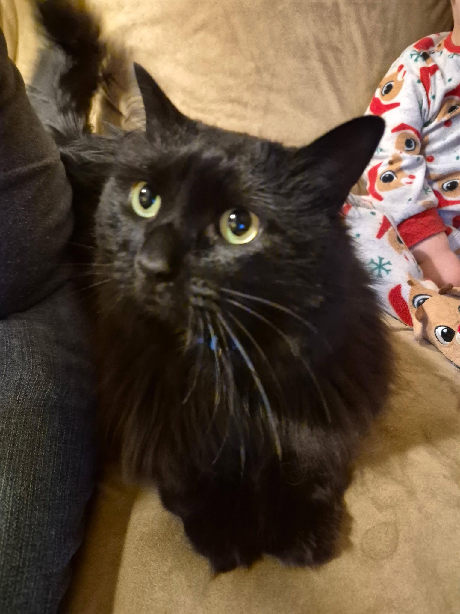Enlarge Ash, a Adopted Domestic Long Hair in Allentown, PA image 3/3