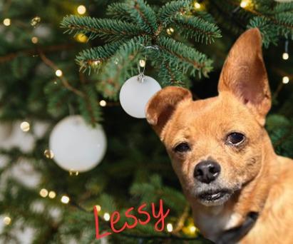 Flare (Lessy), a Adoptable mixed breed in Murphysboro, IL image 1/6