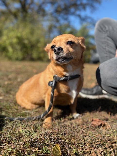Enlarge Flare (Lessy), a Adoptable mixed breed in Murphysboro, IL image 1/6