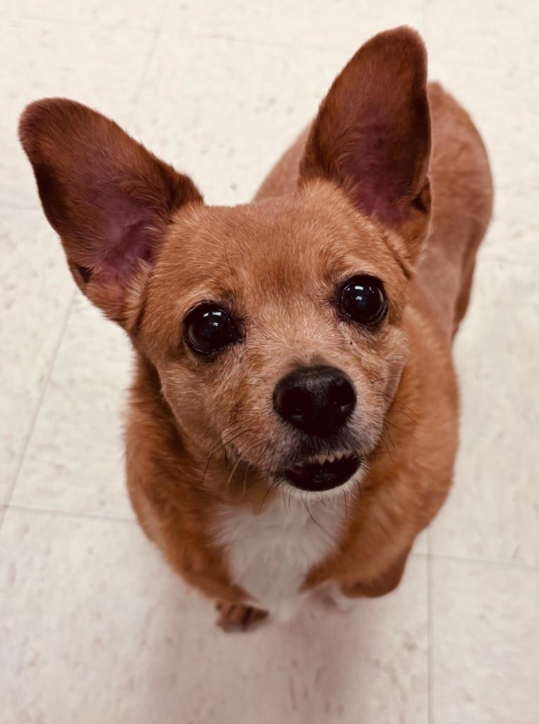 Flare (Lessy), a Adoptable mixed breed in Murphysboro, IL image 3/6