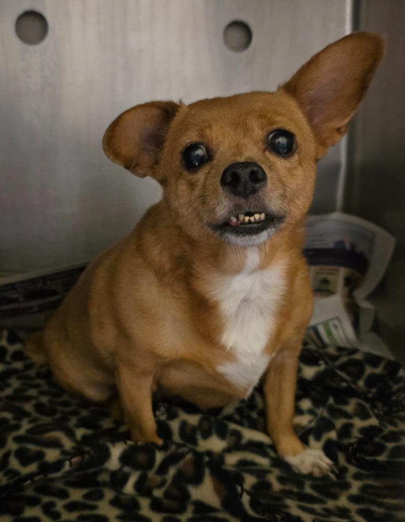 Flare (Lessy), a Adoptable mixed breed in Murphysboro, IL image 4/6