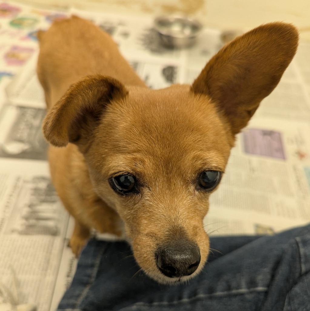 Enlarge Flare (Lessy), a Adoptable mixed breed in Murphysboro, IL image 5/6