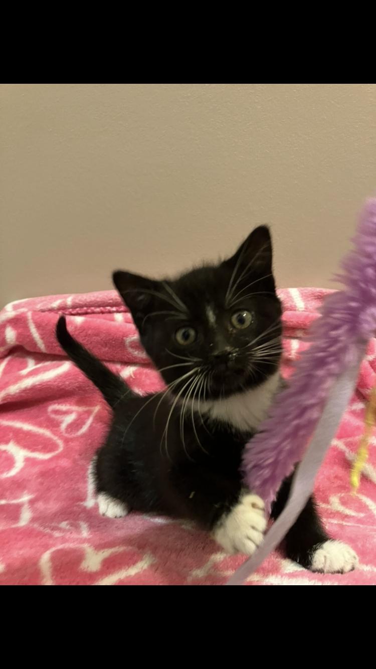Baby, adopted, Kitten Female Tuxedo & Domestic Medium Hair.