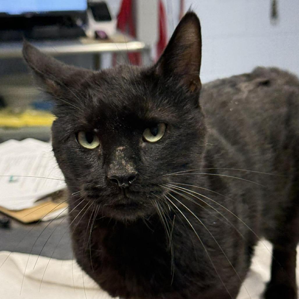Enlarge Barry B. Benson, a Adoptable Domestic Short Hair in Martinsville, VA image 1/1
