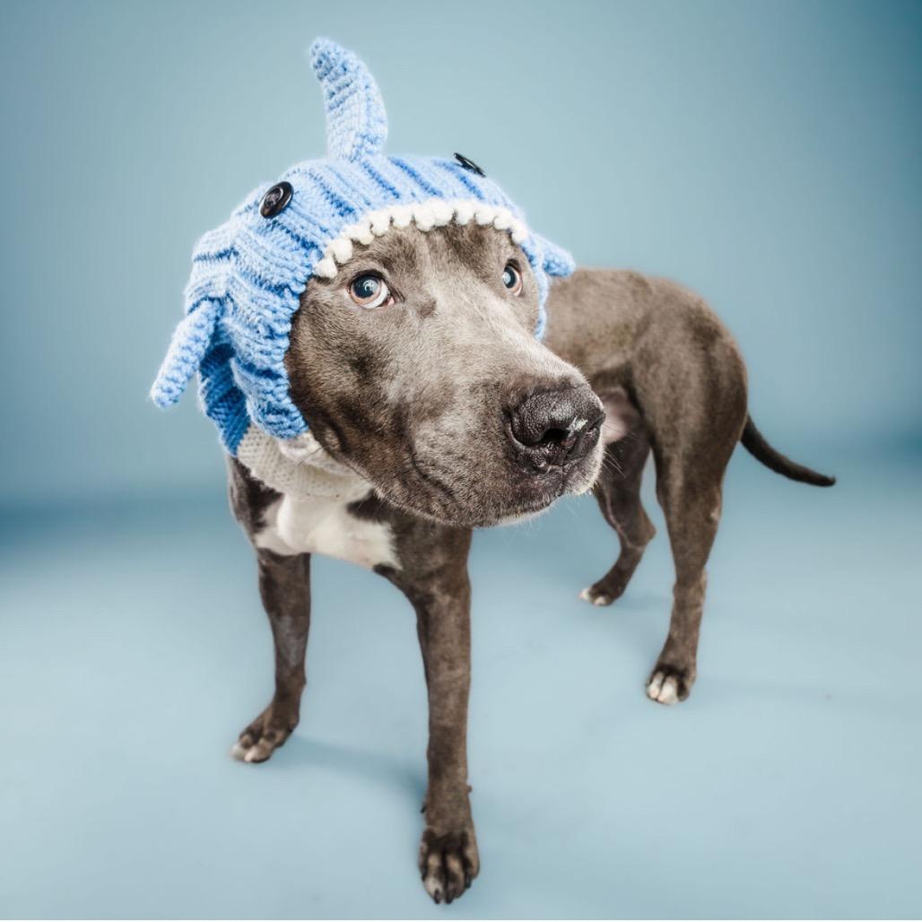 Enlarge Scuba Steve, a Adoptable mixed breed in Columbia, MO image 2/6