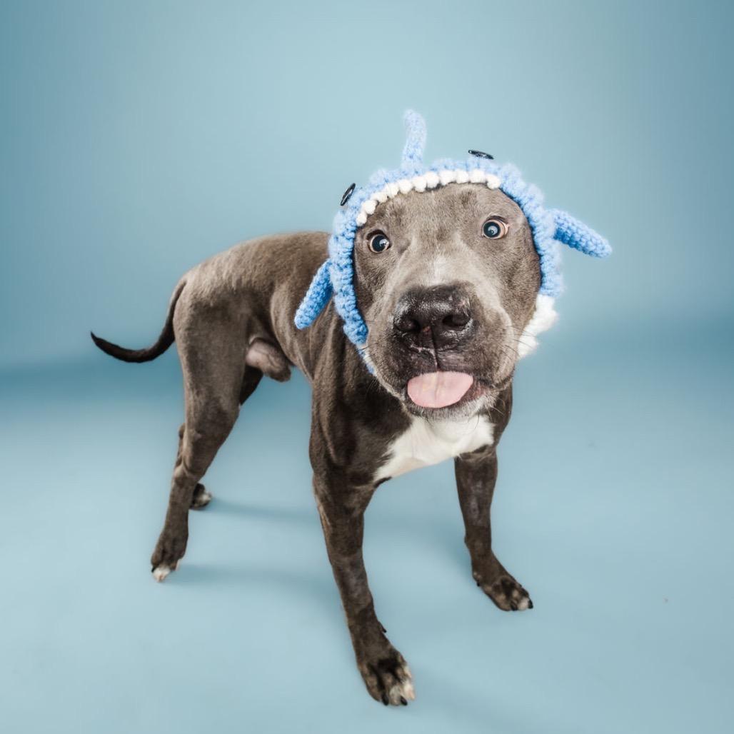 Enlarge Scuba Steve, a Adoptable mixed breed in Columbia, MO image 4/6