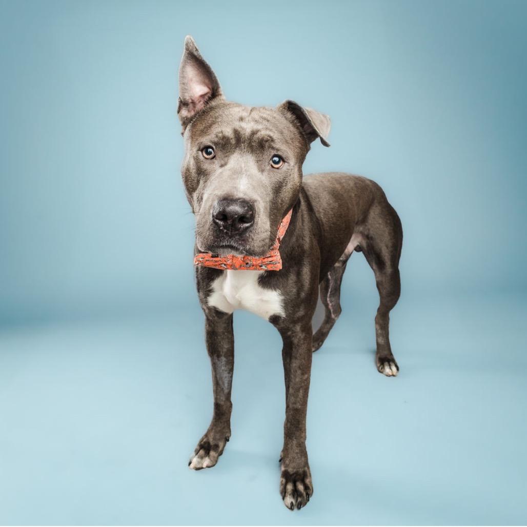 Enlarge Scuba Steve, a Adoptable mixed breed in Columbia, MO image 5/6