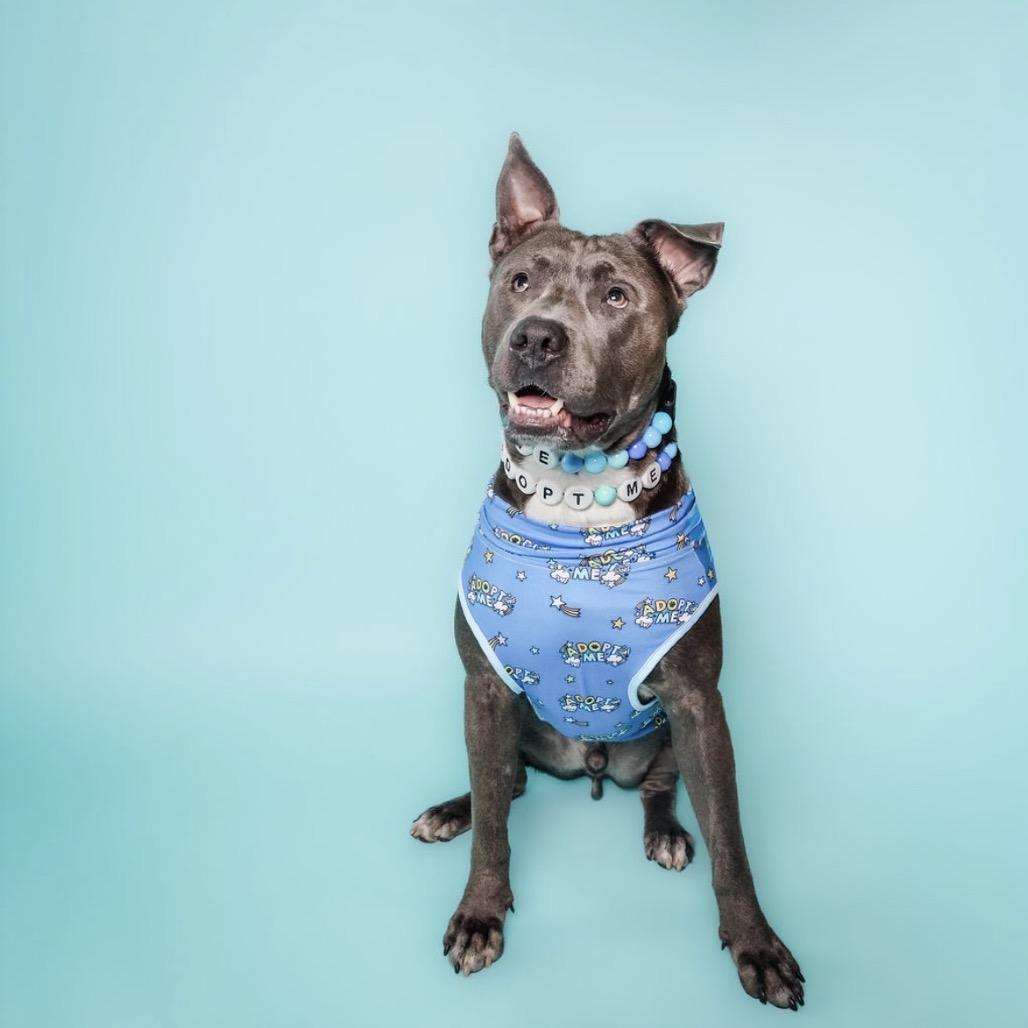 Enlarge Scuba Steve, a Adoptable mixed breed in Columbia, MO image 5/5