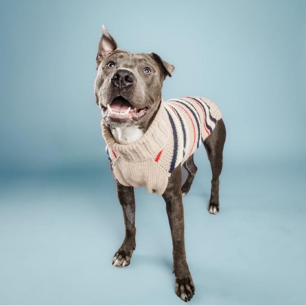 Enlarge Scuba Steve, a Adoptable mixed breed in Columbia, MO image 6/6